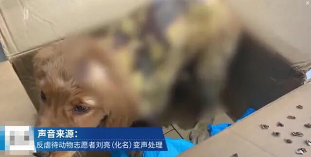 金毛被男子疯狂虐待，志愿者被威胁报复，有些人内心到底有多黑暗