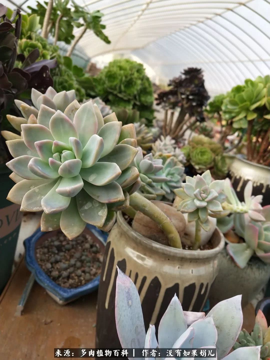 明人不说暗话，我为多肉而来！