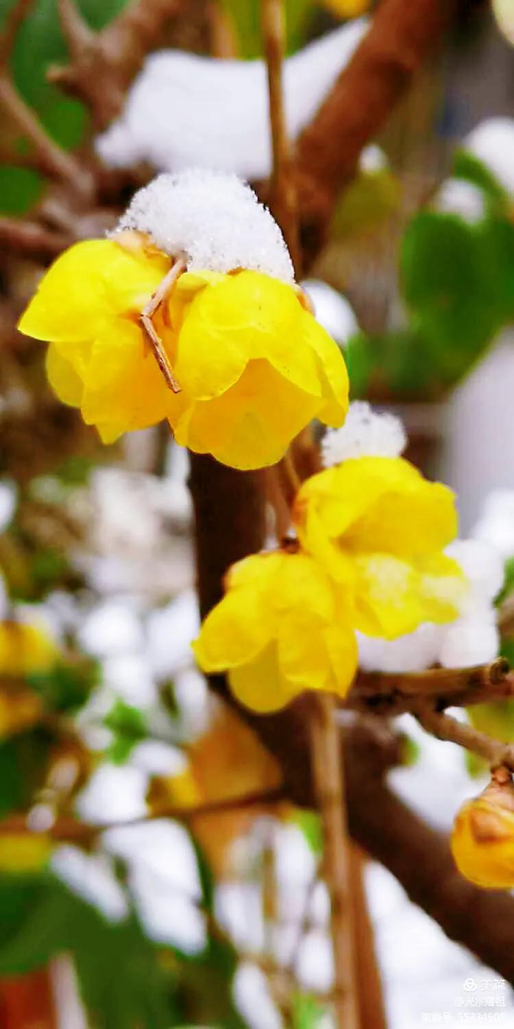 又见腊梅花开记叙文,又见腊梅真好作文1000字