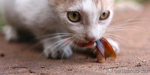 濂藉鐨勭尗鍜捇杩涚洅瀛愰噷,濂藉鐚挭閽诲叆鑽変笡宸ㄦ礊