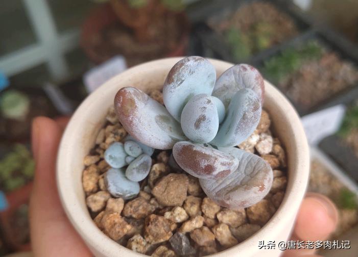 雪美人多肉过程,雪胖子多肉