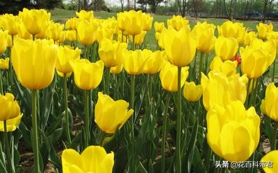 你知道各国的国花是什么,各个国家的国花介绍