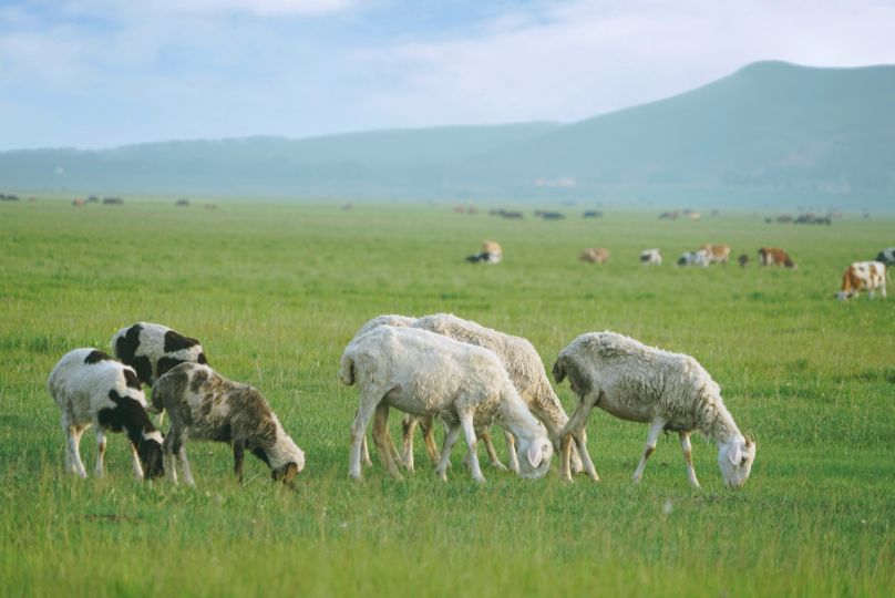 驼梁一日游日记,五台县南驼梁游记