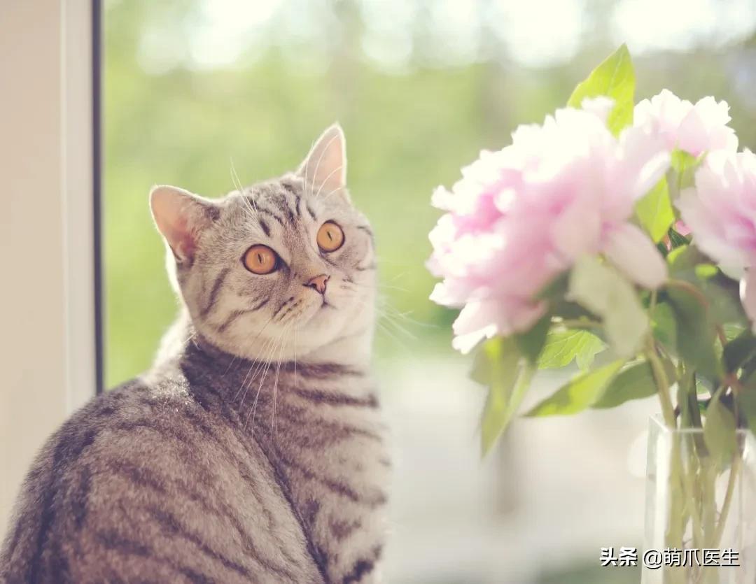 养猫能养啥花草,养了猫还可以养兔子吗