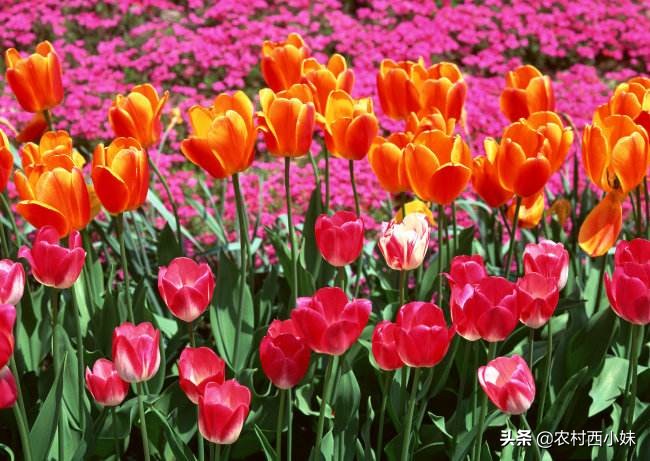 郁金香怎么养要多长时间开花,郁金香开花后怎么养护才能长得好