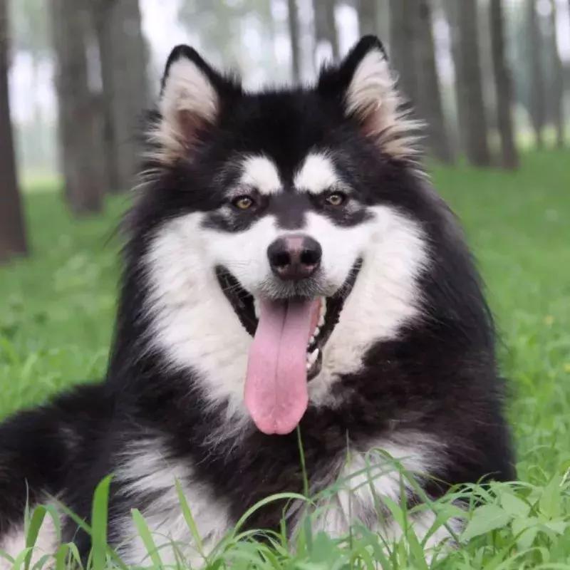 金毛哈士奇萨摩阿拉斯加,哈士奇阿拉斯加萨摩拉雪橇视频