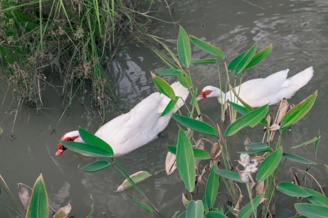 深圳宝安喝茶的世外桃源,宝安西乡世外桃源