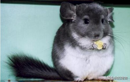 龙猫是仓鼠,龙猫是真的动物吗