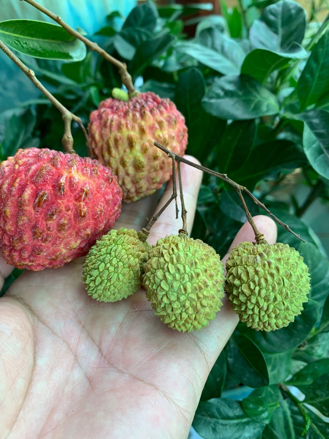 百年荔枝古树探秘,贡园百年古树荔枝