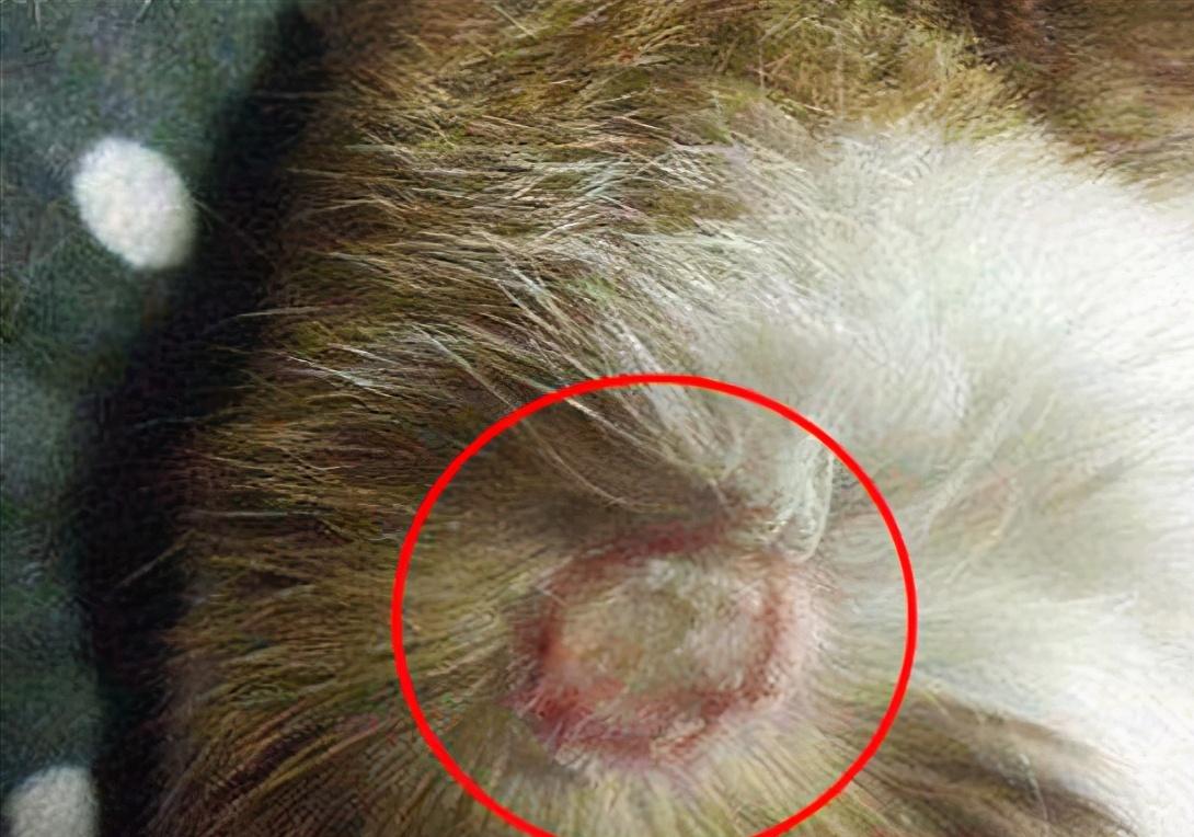 新手养猫猫癣根治法,养猫猫癣家庭如何消毒