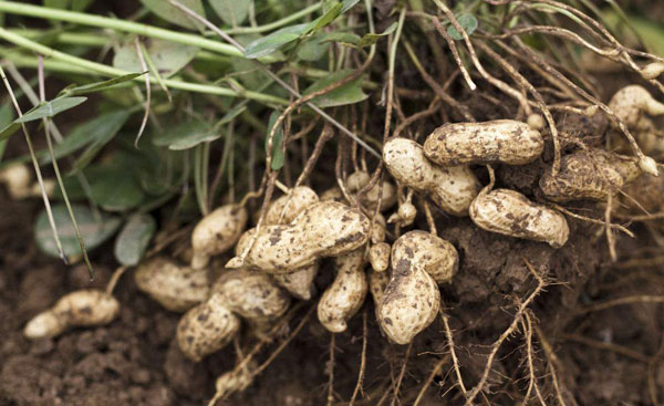 安徽宿州特产灵璧特产,安徽灵璧县特产有哪些