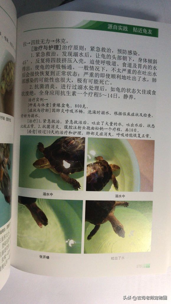 乌龟放水里一直游到岸边怎么办,乌龟溺水后眼睛是睁的还是闭的