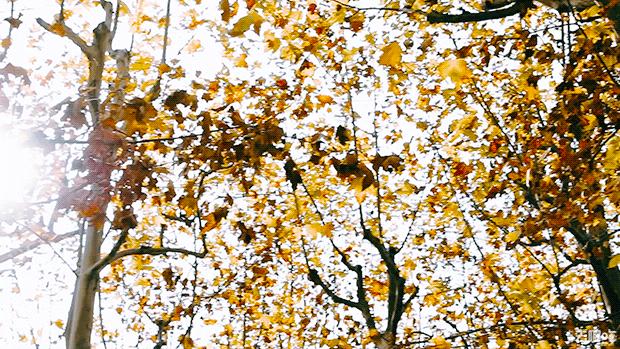 立秋，立秋！这43件事，上海人必须要去做