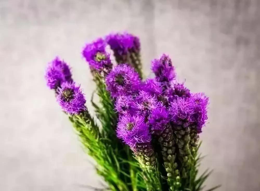 20种常见的菊科植物有哪些,哪些菊科植物好养