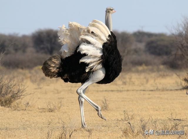 鸵鸟把头埋进沙子的原因,鸵鸟是不是真的很胆小