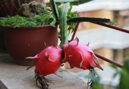 吃剩的水果种子种盆栽,吃剩下的种子种盆栽