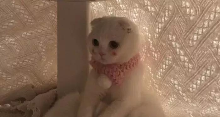 猫咪怀孕怎么去医院检查,猫咪怀孕怎么才知道