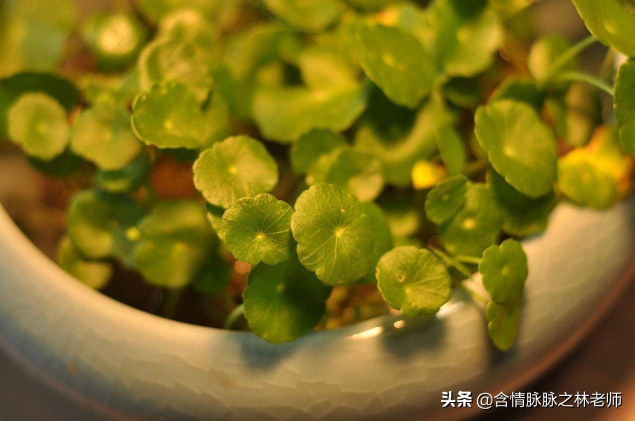 家里植物长得不好有什么说法,家里什么植物都养不好是什么原因