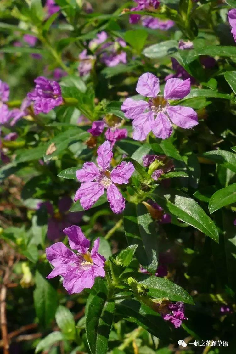 细叶萼距花耐寒吗,细叶萼距花喜光喜阴