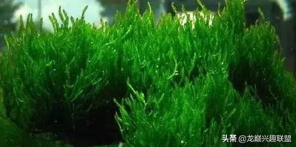 沉木绑扎什么莫斯好,珊瑚莫斯怎么绑扎