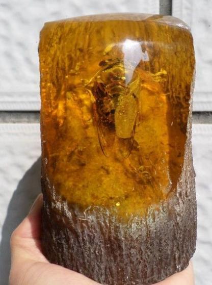 史无前例!一滴松脂让2只“交配”的苍蝇,4100万年后成围观对象