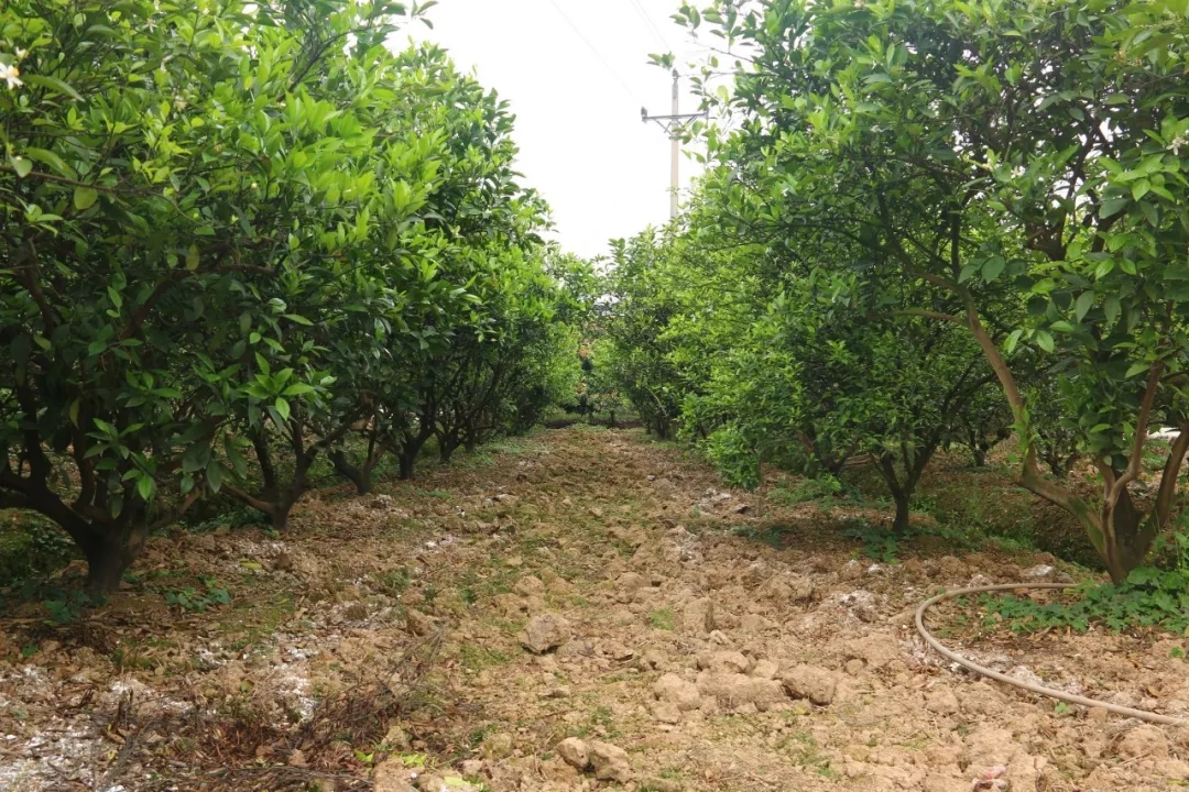 养生杯泡枸杞功效和作用,养生杯可以熬中药吗