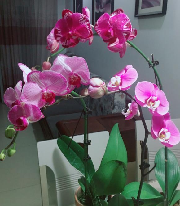 蝴蝶兰叶子发软怎么解决,蝴蝶兰花叶片发软怎么办