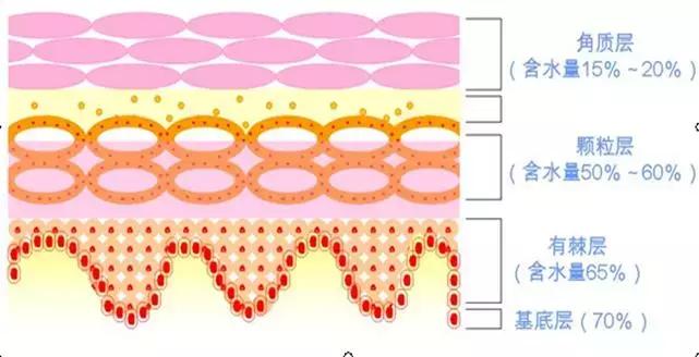 角质层薄容易过敏,角质层薄适合的水