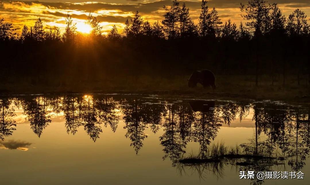 尼康拍野生动物,这位摄影师