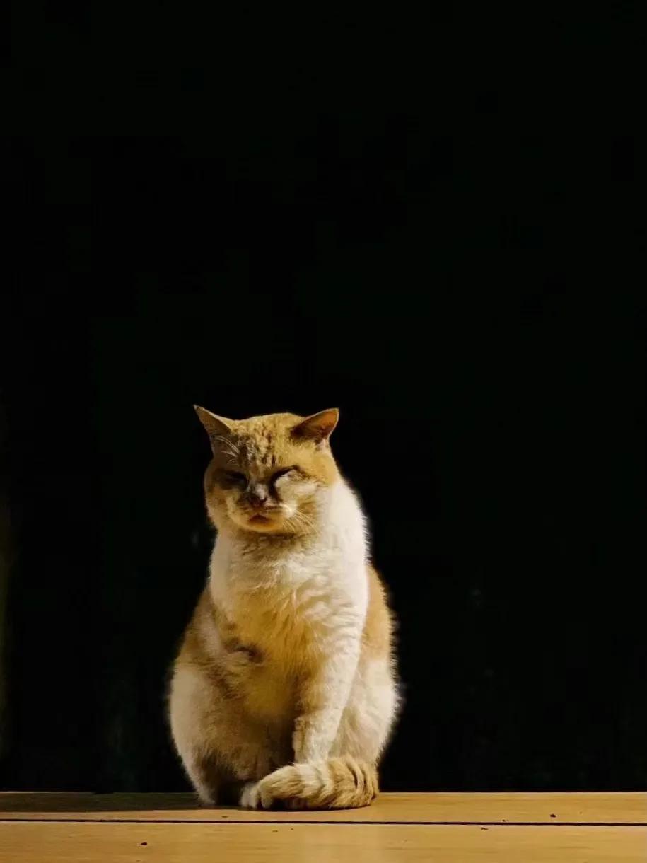 铜梁巴岳山森林木屋,巴岳山树屋