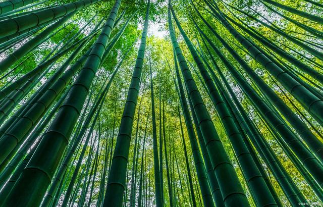 关于熊猫的诗句有哪些,关于熊猫和竹子的古诗有哪些