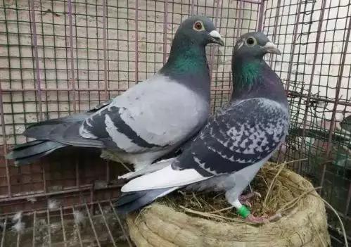 鸽子孵蛋要注意什么事项,鸽子产蛋后孵化期多少天