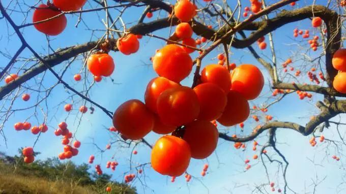 河北百柿酒39度多少钱一瓶,白柿酒