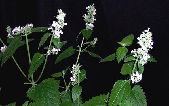 整合——28种青草药,赶快收藏备用!