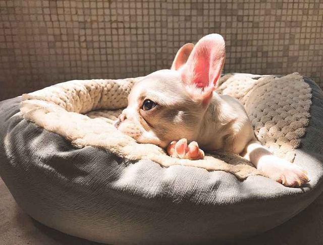 喂狗狗吃东西为什么它会低吼,喂狗狗吃多了怎么办