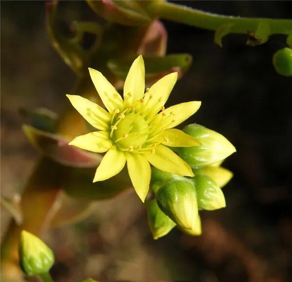 多肉法师韶羞现在能摘心吗,多肉法师欧紫跟韶羞的对比图