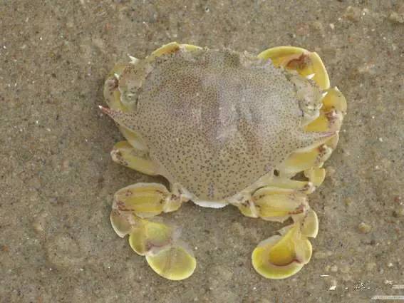 海鲜大全,最全海鲜冷知识