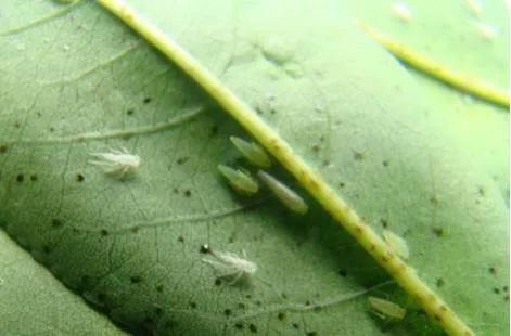 这几个杀虫配方很管用，康宽打不死的虫子能治了