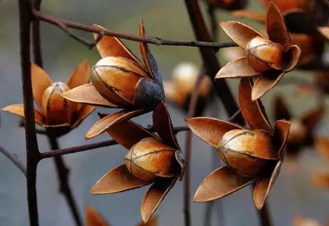 我国很多成语与植物有关,汉语成语中的植物文化