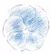 彩铅画云堇教程,三色堇彩铅画图片