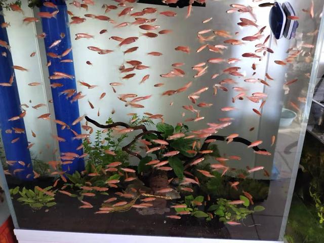 新鱼有鳃病怎么办,新鱼有了应激反应怎么办