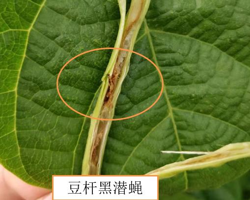 豆秆蝇用什么药防治,豆秆黑潜蝇最新消息