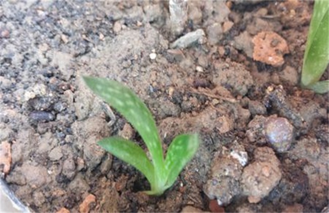 芦荟长不直怎么办,芦荟长得不太茂盛怎么办