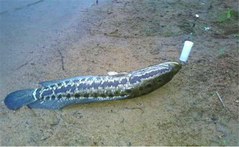 鱼塘里有黑鱼怎么解决,鱼塘里有黑鱼怎么处理干净