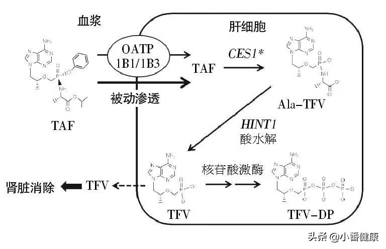 乙肝新药gsk836进入临床了吗,gsk836乙肝新药临床试验几期了