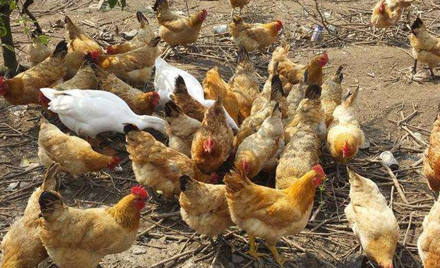 鸡伸颈张嘴呼吸特效药,鸡发现怪叫怎么治疗