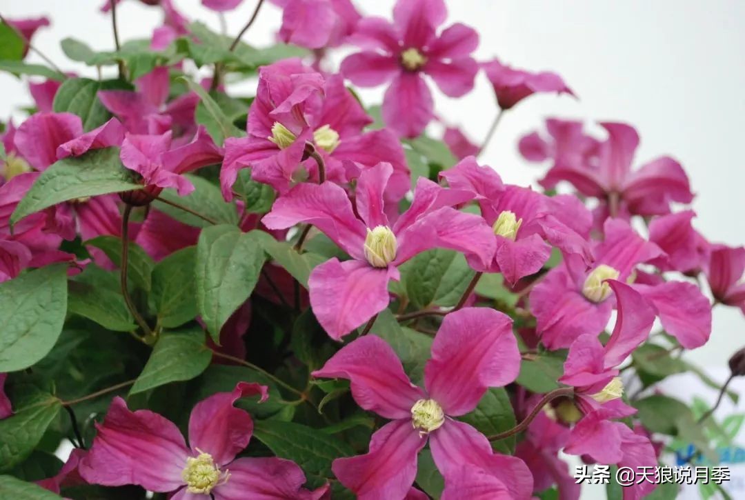 铁线莲折扣,铁线莲哪款值得入手