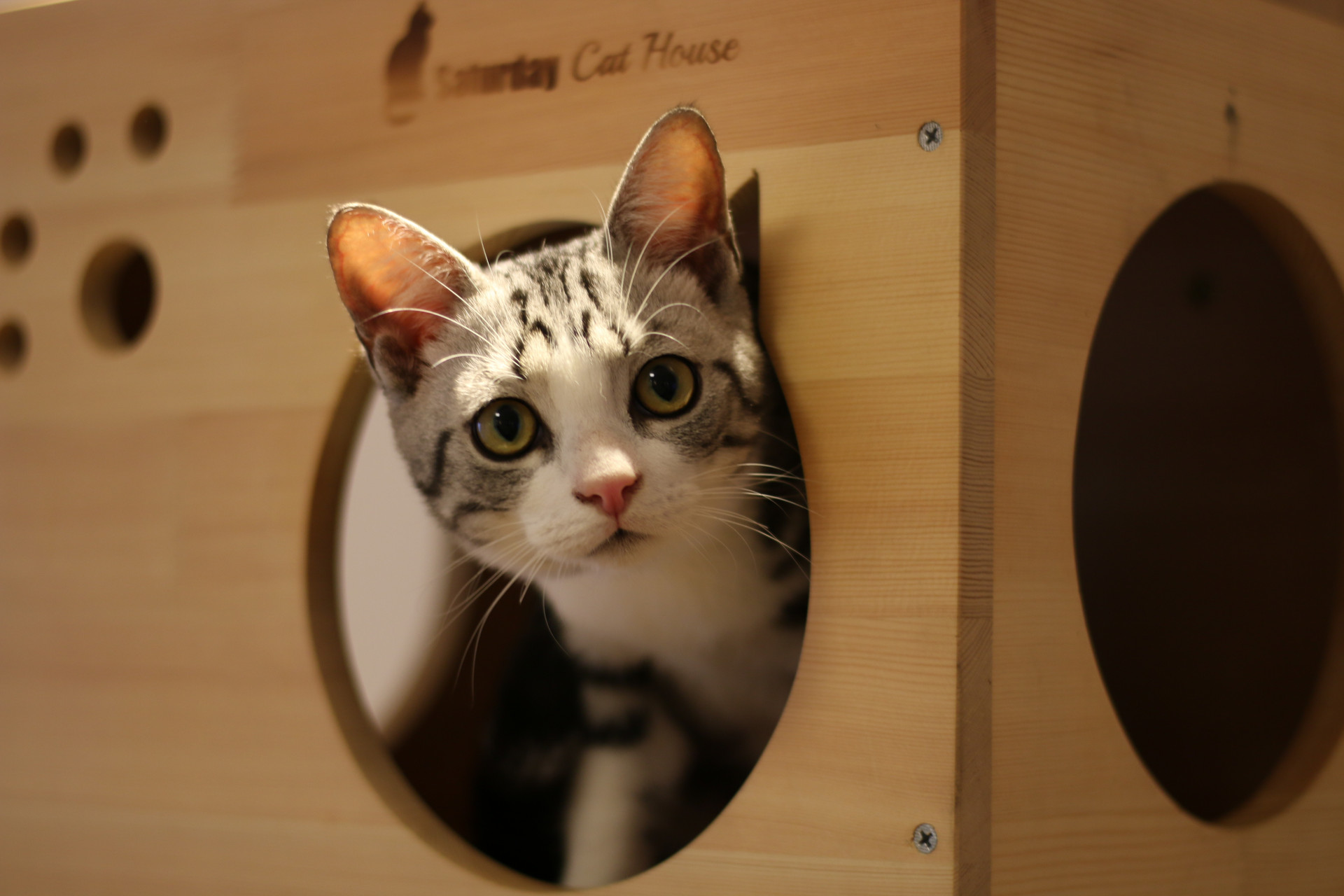 患心肌肥大症的猫咪怎么护理,如何预防小猫咪心肌肥厚