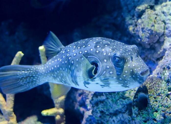 北京海洋馆亲子套票两大一小,北京海洋馆里面的儿童乐园