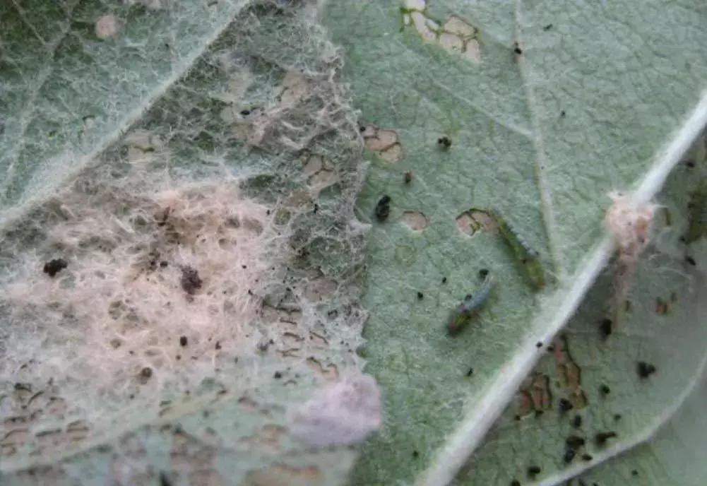 苹果虫害最佳防治方法,苹果各种虫害最佳防治时间